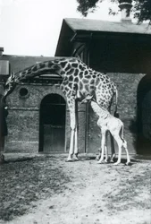 Girafe avec un bébé de 3 jours et gardien au zoo de Londres, 1914